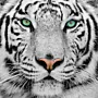 1-White Tiger