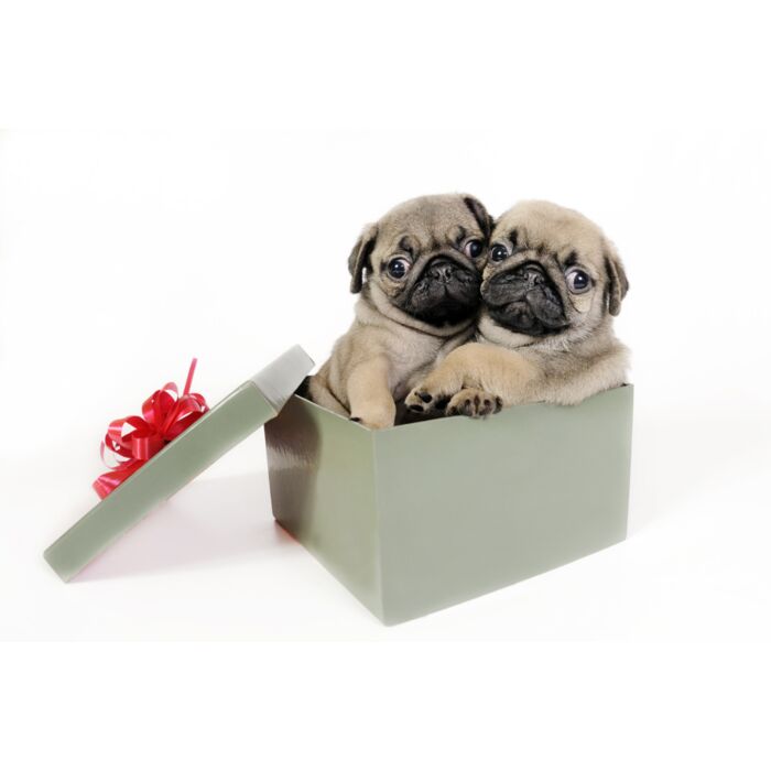 Two Pug Puppies In A Gift Box  - ID # 11429469