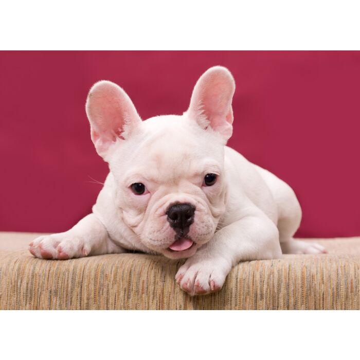 Bulldog - ID # 11798430