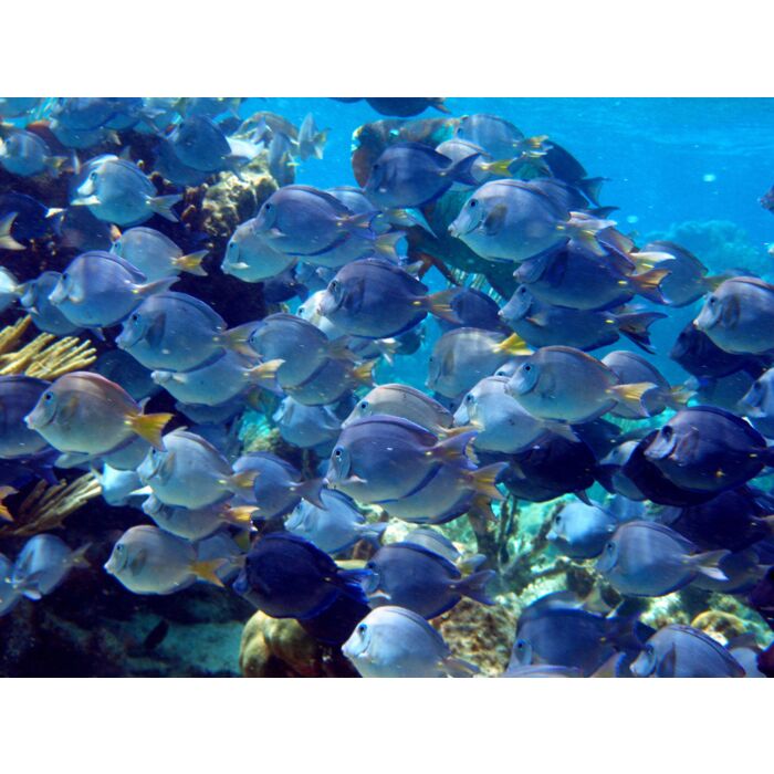 Blue Tang Fish - ID # 11918689