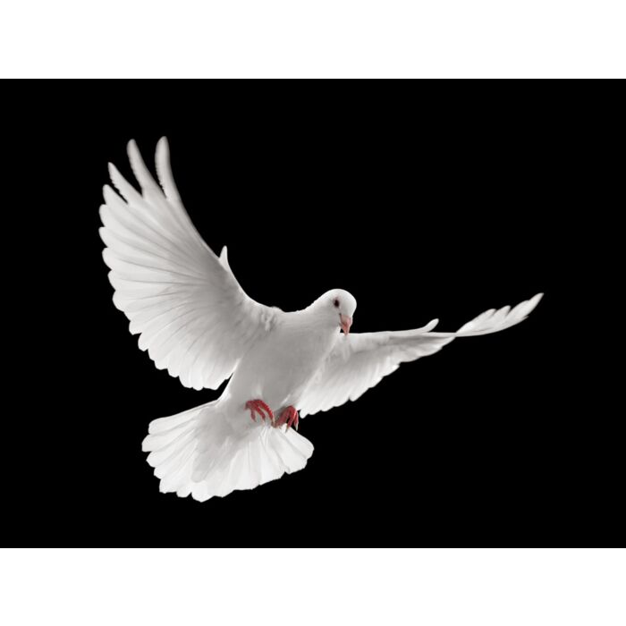 Flying White Dove Isolated On Black Background - ID # 13157983