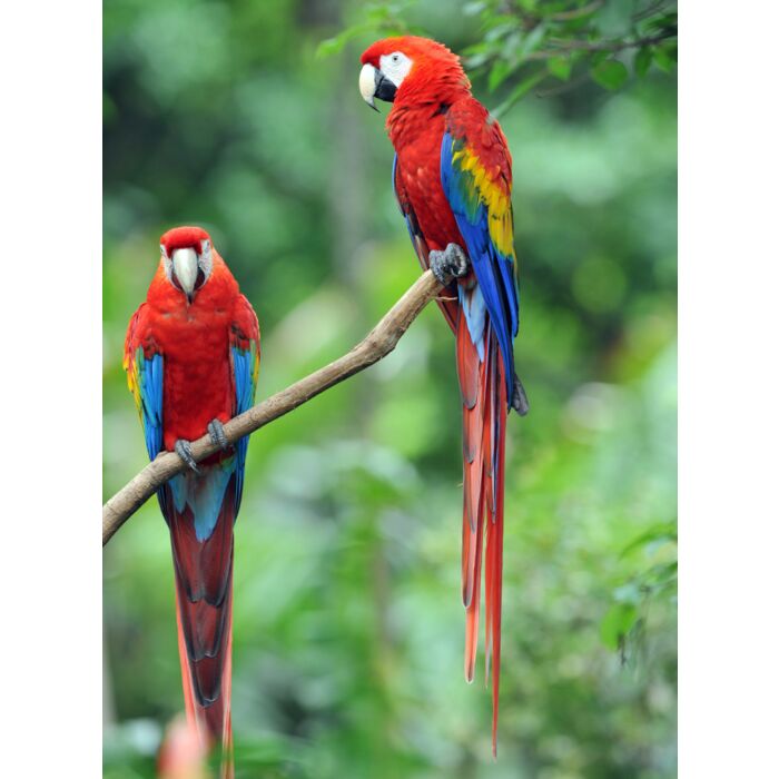 Pair Of Scarlet Macaws - Costa Rica - ID # 15046106