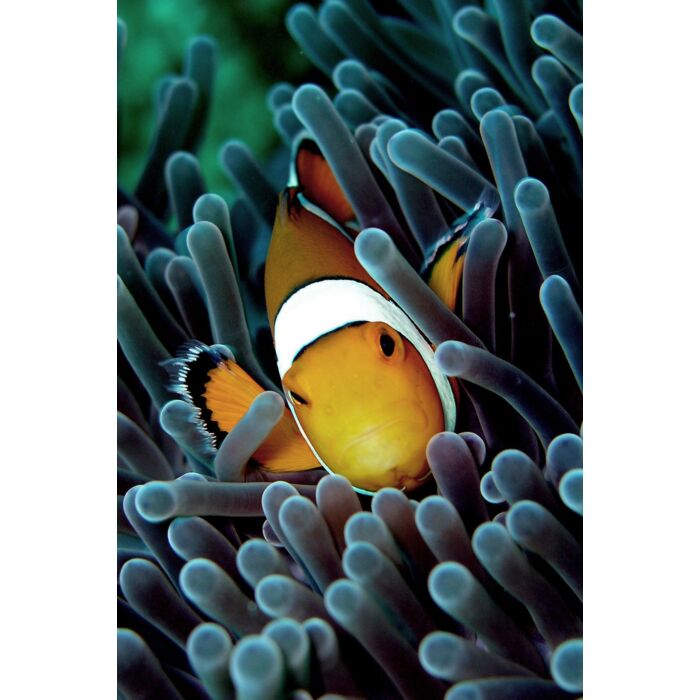 Clown Fish - ID # 1628073