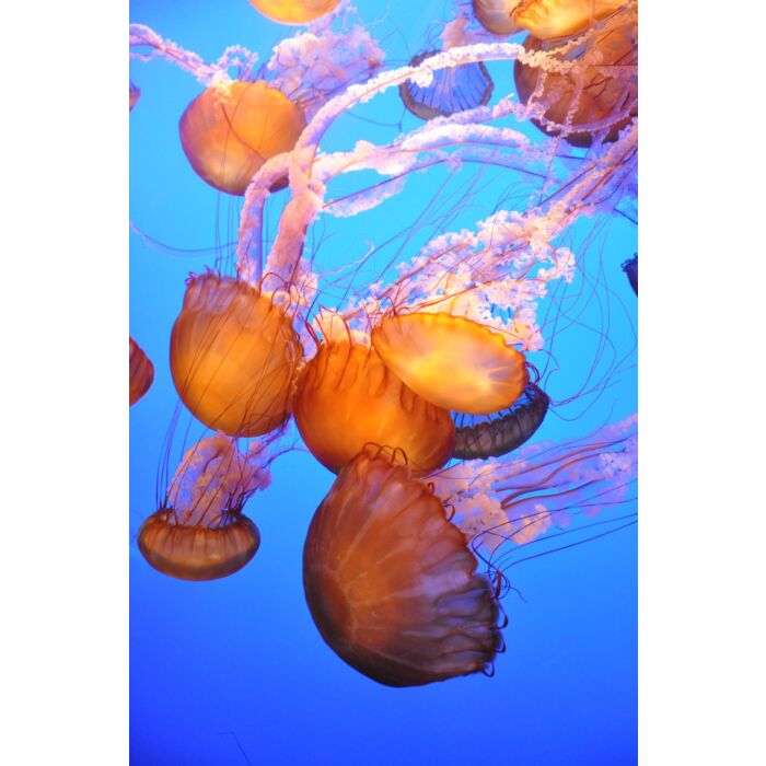 Orange Jellyfish - ID # 18826445