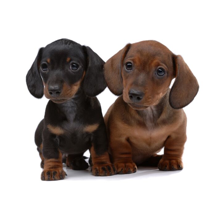 Pair Of Smooth - Haired Dachshunds - ID # 20868148