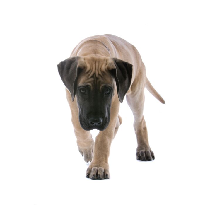 Great Dane Puppy Dog White Background - ID # 21498925