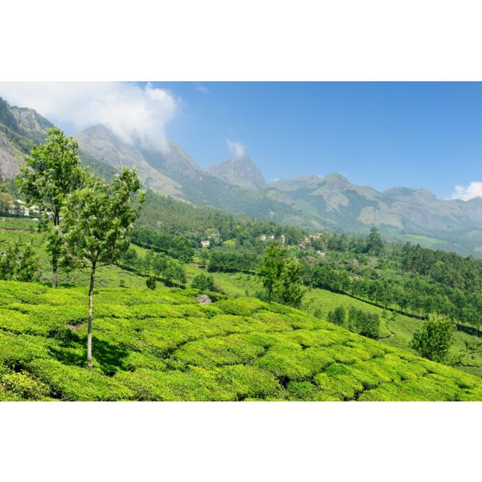 India - Tea Plantation - ID # 21701262