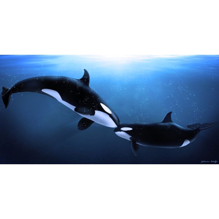 Orcas Tenderness - ID # 25907591