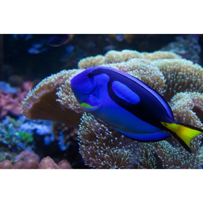 Exotic Aquarium Fish - ID # 32889875