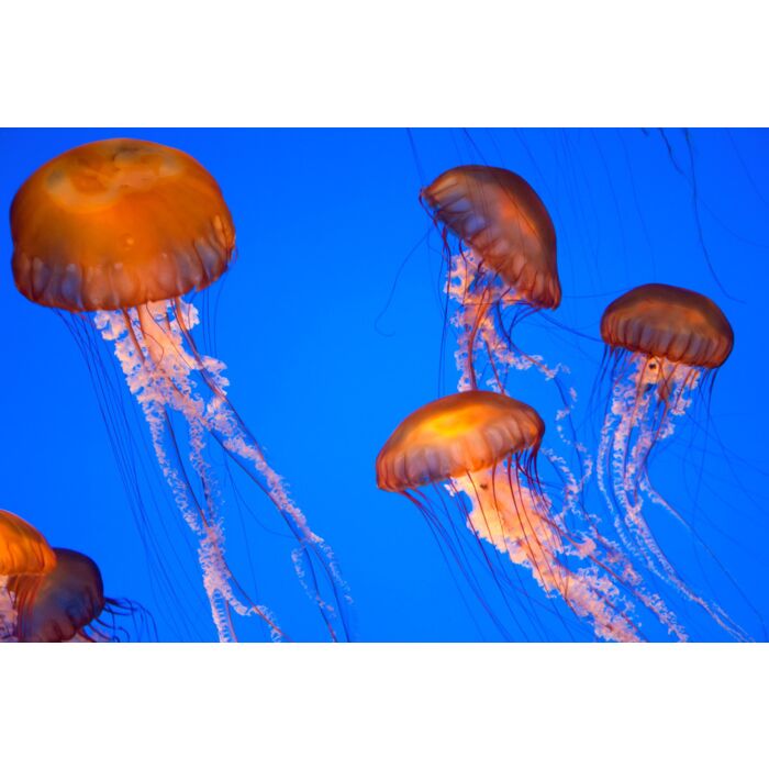 Pacific Ocean Jelly Fish - ID # 34704128