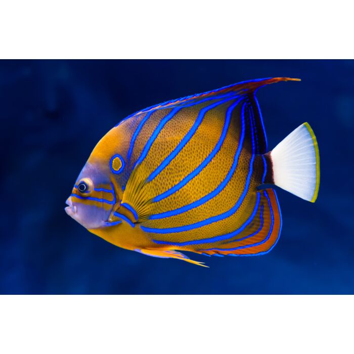 Bluering Angelfish - ID # 40164678