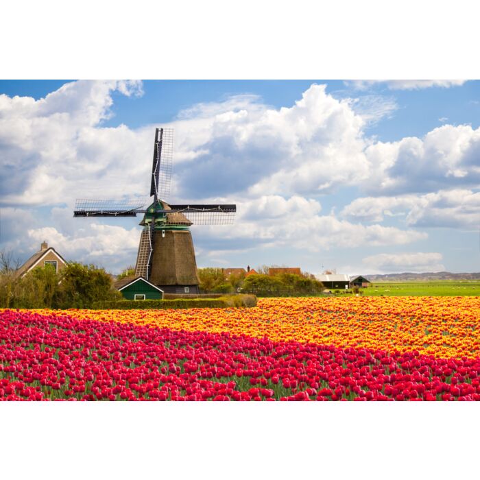 Windmill With Tulip Field In Holland - ID # 103740818 Windmill With Tulip Field In Holland - ID # 103740818