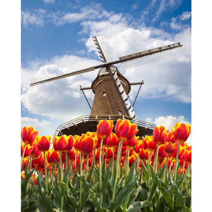 Windmill With Tulips In Holland - ID # 104128949 Windmill With Tulips In Holland - ID # 104128949