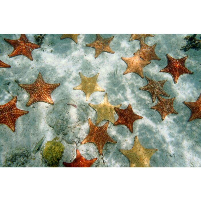 Many Cushion Starfish Underwater On Sandy Ocean Floor - ID # 137475377 Many Cushion Starfish Underwater On Sandy Ocean Floor - ID # 137475377