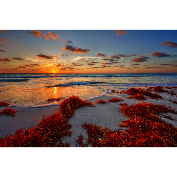 Colorful Early Sunrise Over Beautiful Sea Shore With A Bright Seaweed - ID # 182440463 Colorful Early Sunrise Over Beautiful Sea Shore With A Bright Seaweed - ID # 182440463
