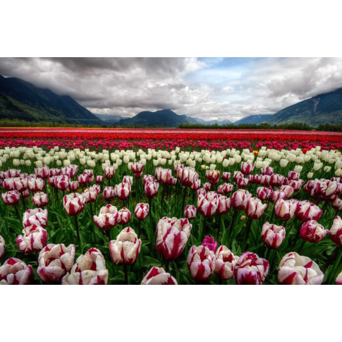 Majestically colorful tulip field with scenic mountains - ID # 196085807 Majestically colorful tulip field with scenic mountains - ID # 196085807
