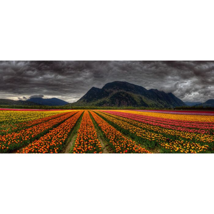 Panoramic photo of beautiful and bright converging rows - ID # 196225781 Panoramic photo of beautiful and bright converging rows - ID # 196225781