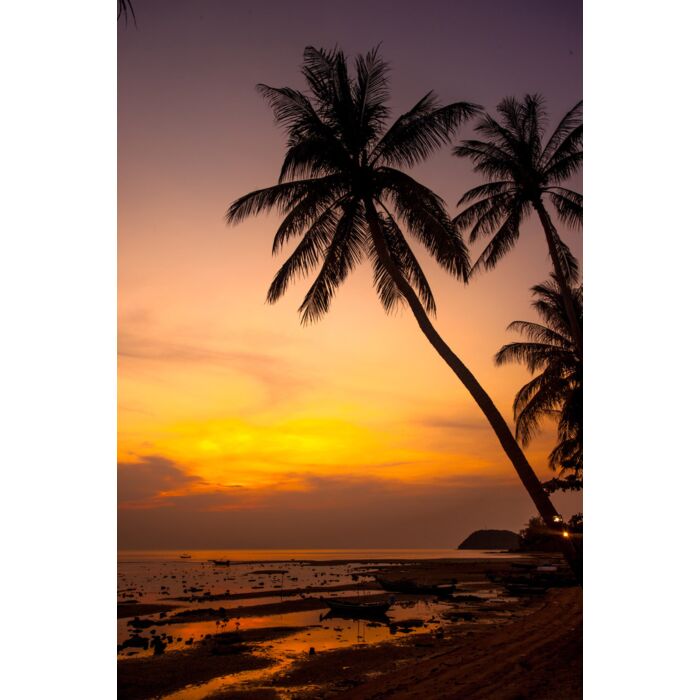 palm trees silhouette on orange sunset tropical beach - ID # 245593291 palm trees silhouette on orange sunset tropical beach - ID # 245593291