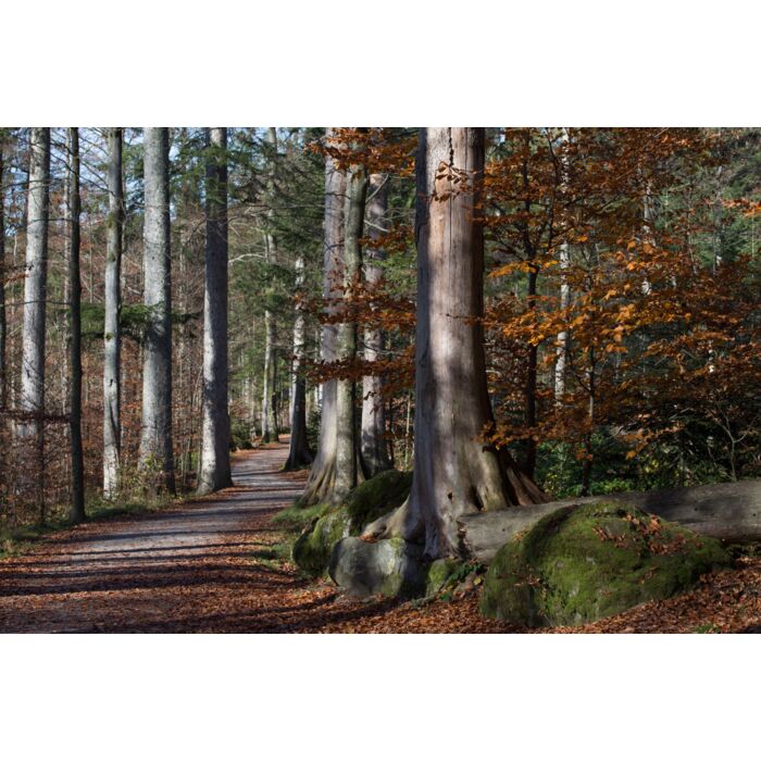 Early Fall forest path - ID # 247318843 Early Fall forest path - ID # 247318843