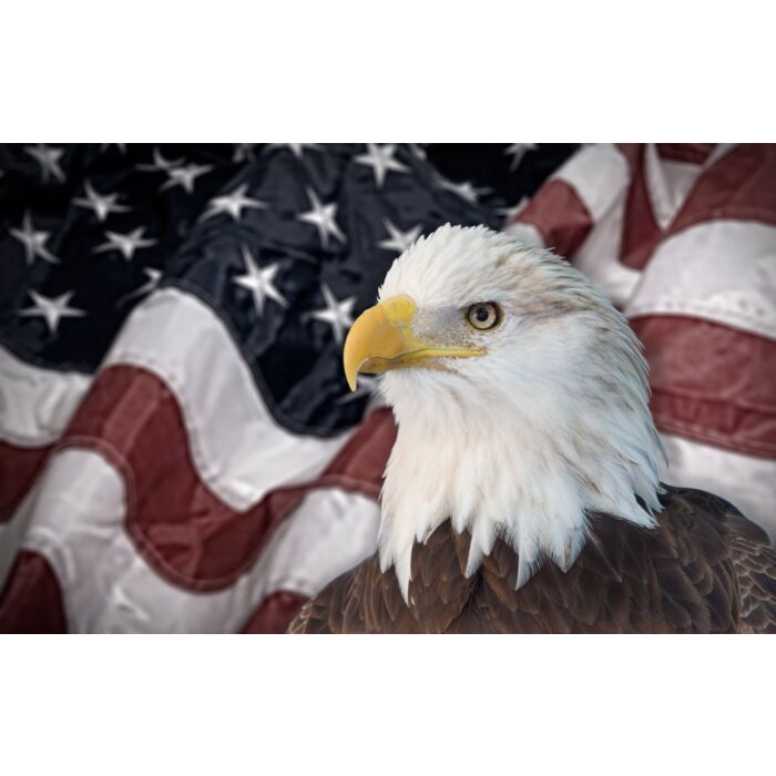 Bald eagle with american flag out of focus - ID # 247825213