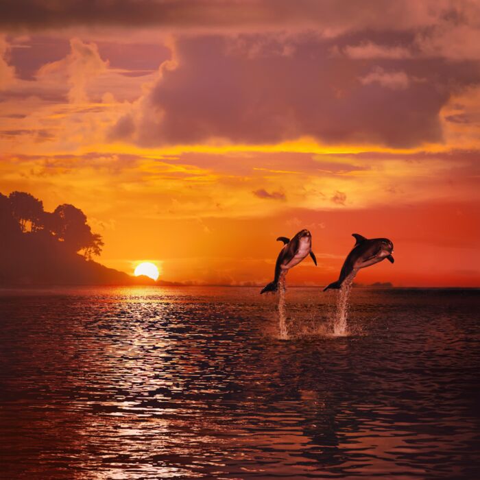 Orange Sunset At The Sea And Two Beautiful Playful Dolphins Jumping Up - ID # 66396880 Orange Sunset At The Sea And Two Beautiful Playful Dolphins Jumping Up - ID # 66396880