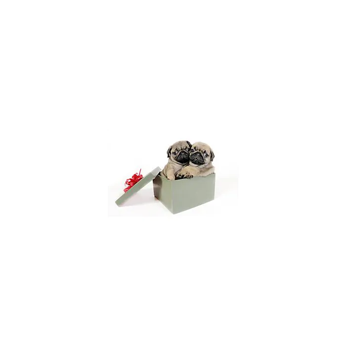 Two Pug Puppies In A Gift Box  - ID # 11429469