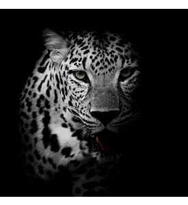 close up Leopard Portrait - ID # 208057342