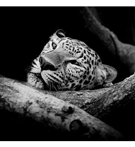 close up sleepy Leopard Portrait - ID # 208149343