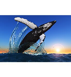 Large whale jumps out of the sea  - ID # 85321750