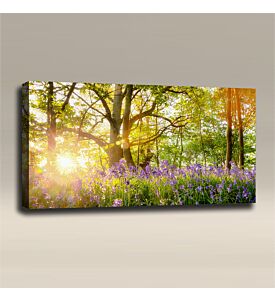 AcousticART Curated Nature Collection #N4L5 bluebell forest with sunrise bursting - Size: 48" W x 24" H x 2" - Landscape