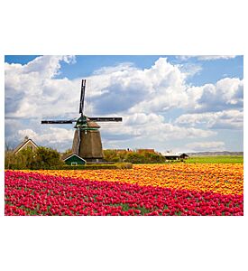 Windmill With Tulip Field In Holland - ID # 103740818