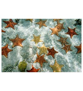 Many Cushion Starfish Underwater On Sandy Ocean Floor  - ID # 137475377