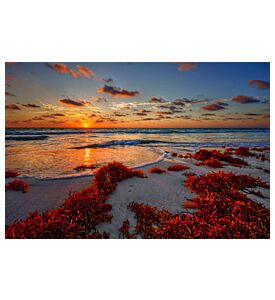 Colorful Early Sunrise Over Beautiful Sea Shore With A Bright Seaweed  - ID # 182440463