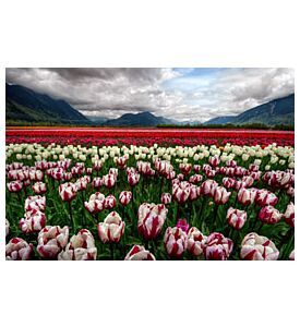 Majestically colorful tulip field with scenic mountains - ID # 196085807