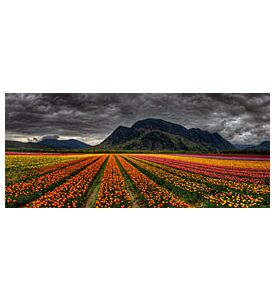 Panoramic photo of beautiful and bright converging rows - ID # 196225781