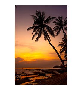 palm trees silhouette on orange sunset tropical beach - ID # 245593291