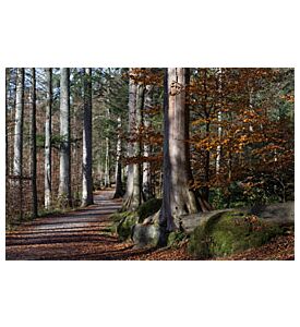 Early Fall forest path - ID # 247318843