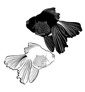Goldfish Carp - ID # 57252090