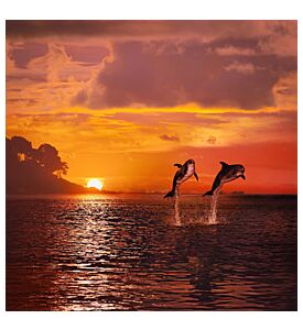 Orange Sunset At The Sea And Two Beautiful Playful Dolphins Jumping Up - ID # 66396880