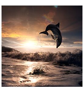 Beautiful Dolphin Jumped From Water At The Sunset Time - ID # 70764319