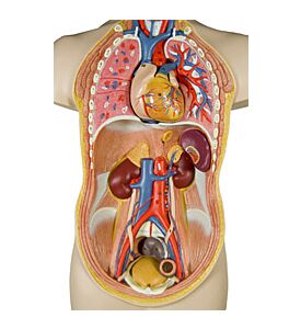 Internal Organs - Human Body - ID # 13799301