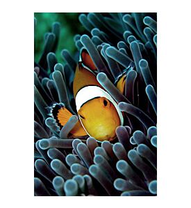 Clown Fish - ID # 1628073