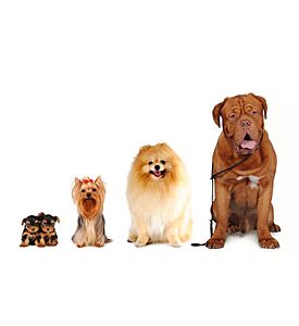 Group Of Dogs - Yorkshire Terrier -Spitz -Bordoss Dog - ID # 17992409