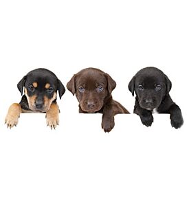 3 Puppies Showing Their Paws Above White Banner - ID # 19937841