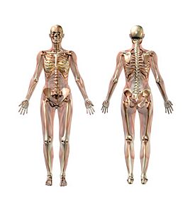 Female Skeleton With Transparent Muscles - ID # 260388