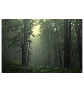 Green Forest After Rain - ID # 35159716