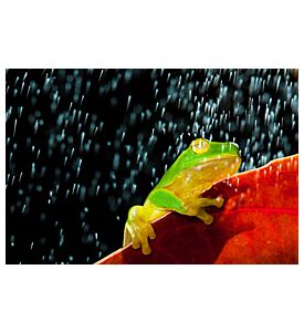 Little Green Tree Frog Sitting On Red Leaf In Rain - ID # 38211893