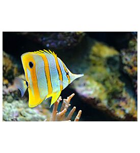 Photo Of A Tropical Fish On A Coral Reef - ID # 38426713