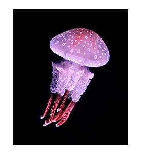 Jellyfish On Black Background - ID # 41511623