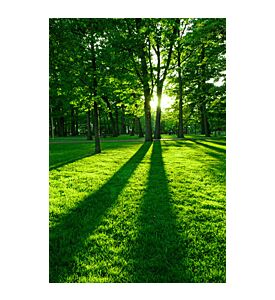 Green Park With Long Shadows From Setting Sun - ID # 4211055